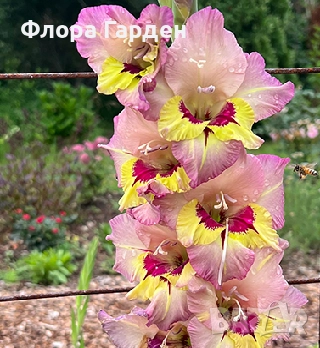 ГЛОКСИНИЯ и ГЛАДИОЛ - Грудки/ПРЕДВАРИТЕЛНИ ПОРЪЧКИ, снимка 14 - Сортови семена и луковици - 49236279