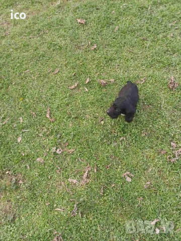 3 кученца курцхаар/кокер, снимка 10 - Курцхаар - 52969383