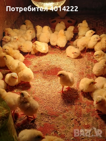 Пиленца Бял плимутрок , снимка 2 - други­ - 54211699