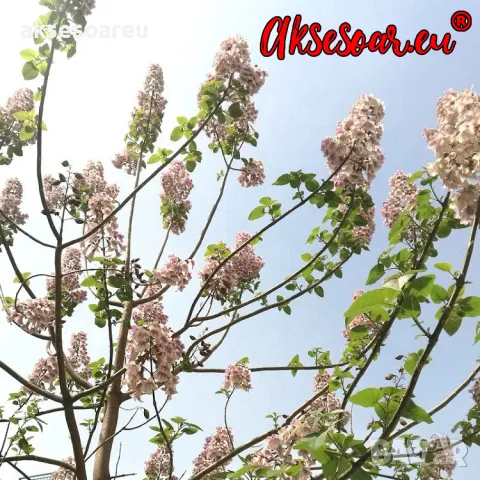 400 Качествени семена от медоносно дърво пауловния томентоса за пчелари дървен материал и сянка , снимка 17 - Сортови семена и луковици - 50391176