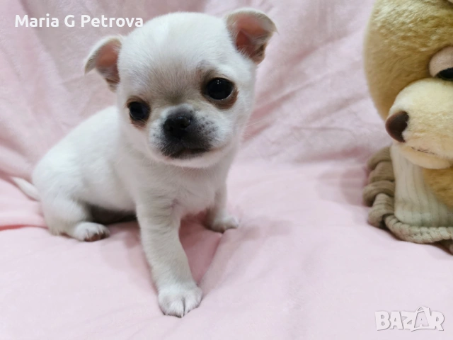 Мъжко чихуахуа