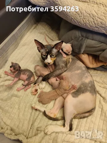 Коте Свинкс Флок , снимка 4 - Сфинксове - 55707847
