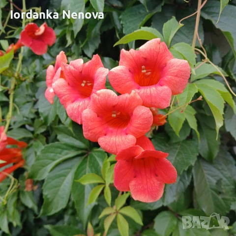 ТЕКОМА, снимка 1