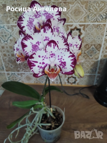 Орхидея magic art, снимка 7 - Стайни растения - 43747882