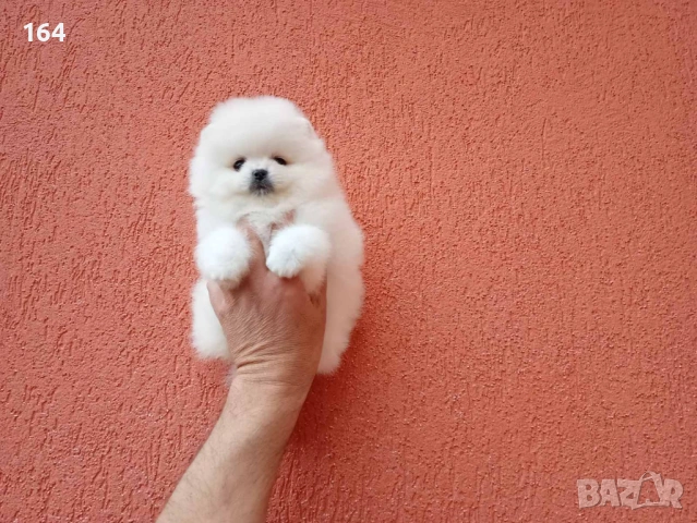 Бяло момче. Померан. Реални снимки от 21.04.2026 г. 