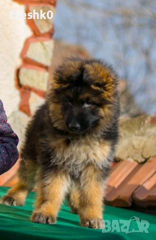 Немска овчарка мъжка за разплод, снимка 4 - Немска овчарка - 50524833