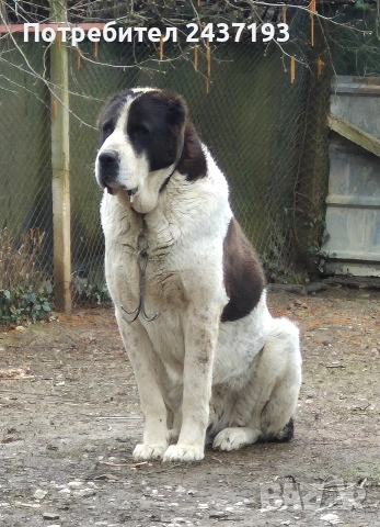 Алабай (Средно Азиатска Овчарка ), снимка 11 - Алабай - 54035161