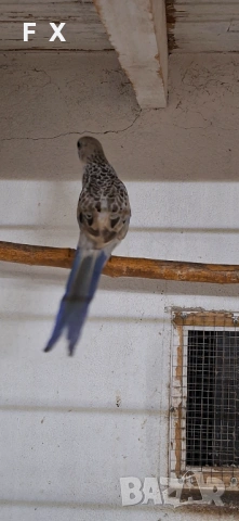 Penantovi rozeli, снимка 7 - Папагали - 54046521