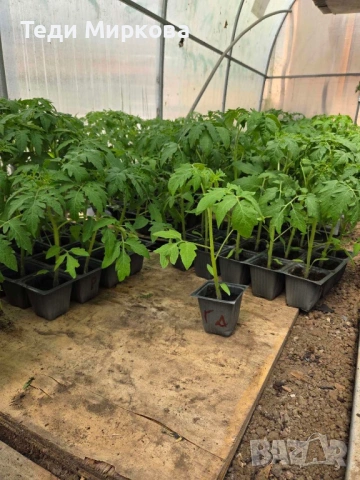 Разсад домати Нови Искър, снимка 2 - Разсади - 54236011