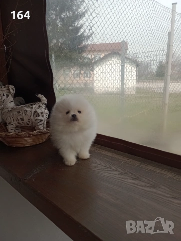 Мъжки Померан. Реални снимки от 26.03.26 г. , снимка 5 - Померан - 53989286