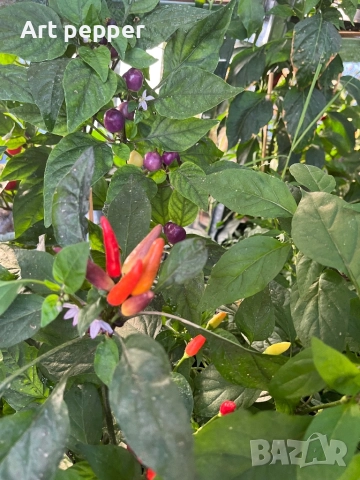 Екзотични люти чушки в саксия, снимка 17 - Градински цветя и растения - 51202444