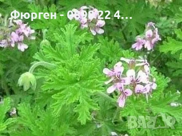Индрише Обикновенно 7,50 и Индрише Шарено против комари за 12лв, снимка 3 - Разсади - 47146119