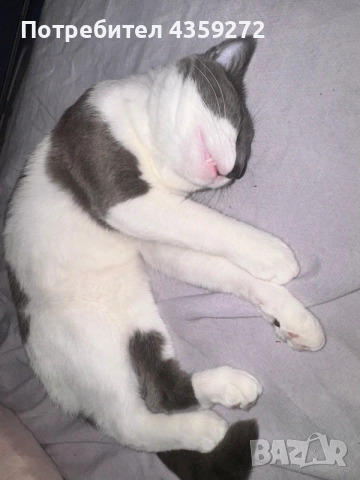 мъжка котка на 6 месеца , снимка 3 - Други - 55903304