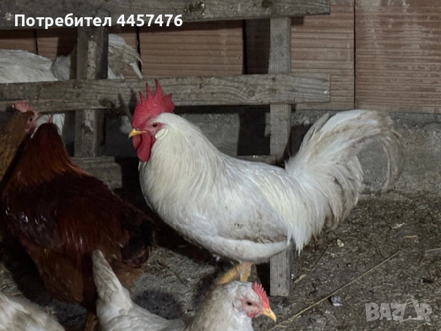 Продава се петел 