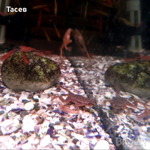 Мини жабчета