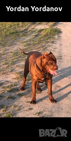 Pitbull red nose за разплод , снимка 2 - Питбул - 36438916