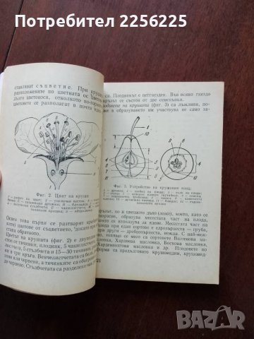 Круша, снимка 2 - Специализирана литература - 50427193