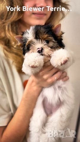 Йоркширски Териер, Сладури момчета и момичета с родословие за деца и възрастни!, снимка 2 - Йоркширски териер - 52948117