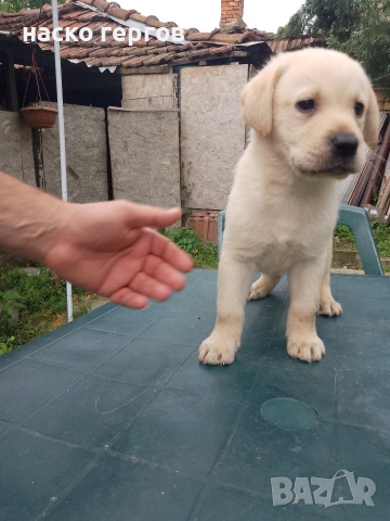 чистокръвни лабрадори, снимка 6 - Лабрадор ретривър - 54137259