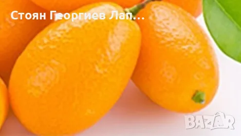 кумкуат с плодове , снимка 3 - Сортови семена и луковици - 56451919