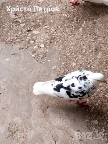 Продавам гълъби., снимка 6 - Гълъби - 50329302