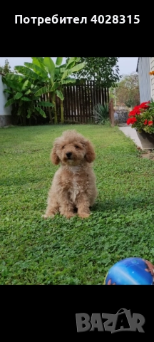 Мини пудел, снимка 5 - Пудели - 51172667