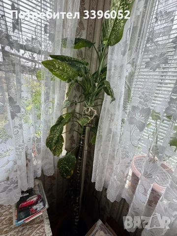 Декоративно растение - Дифенбахия