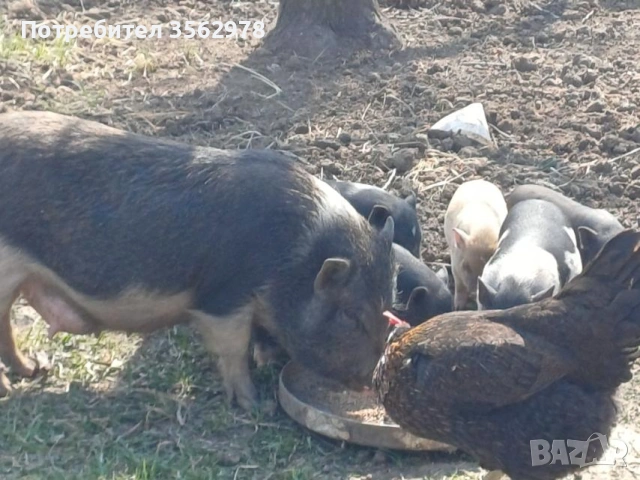 малки Виетнамски прасенца , снимка 5 - Други животни - 53970589