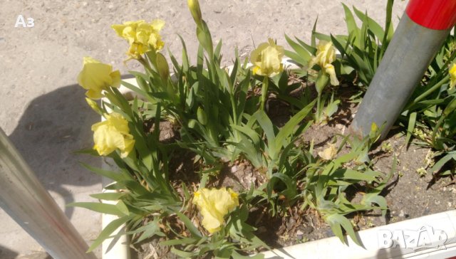 Продавам цветя Ириси, ниски, жълти и тъмно сини, снимка 5 - Разсади - 36896575