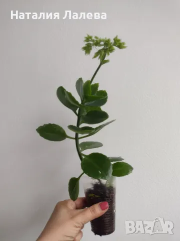 Каланхое, kalanchoe hibrid, снимка 1 - Стайни растения - 48245465