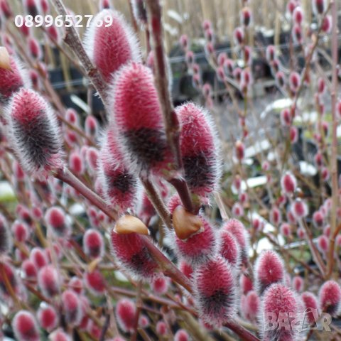 Декоративна върба(Salix chaenomeloides 'Mount Aso') , снимка 1 - Разсади - 35306937