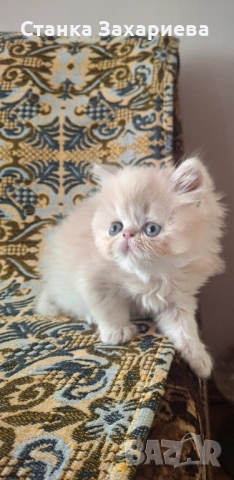Персийски котенца 