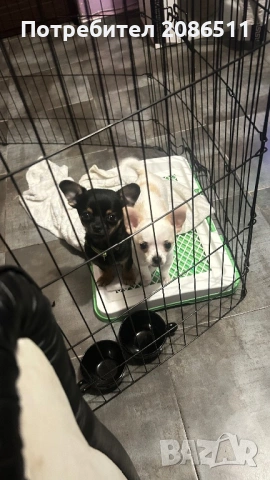 Мини чихуахуа