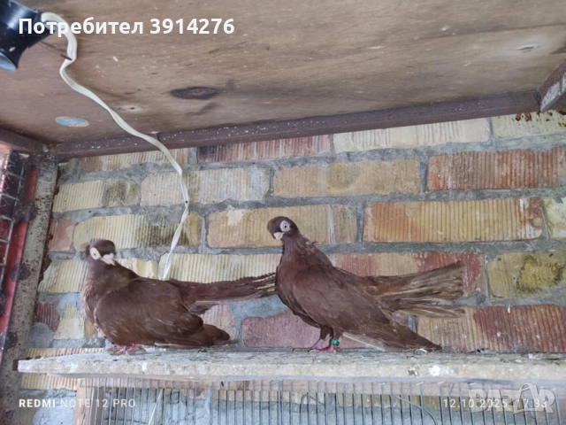 Варненски гълъби , снимка 2 - Гълъби - 52825853