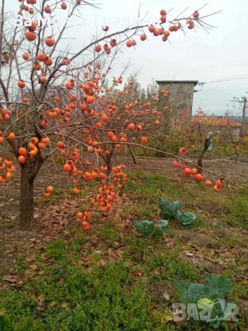 Райска ябълка Фую, снимка 4 - Градински цветя и растения - 49766330