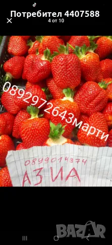 Разсад ягоди и малини , снимка 3 - Разсади - 49726783