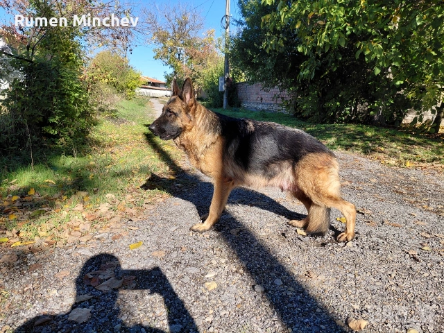 Немски Овчарки, снимка 4 - Немска овчарка - 53280678