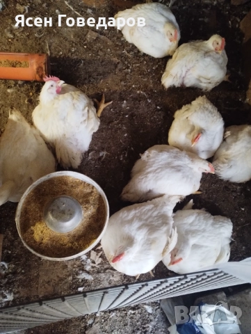 Домашни бройлери, снимка 2 - За птици - 52590664