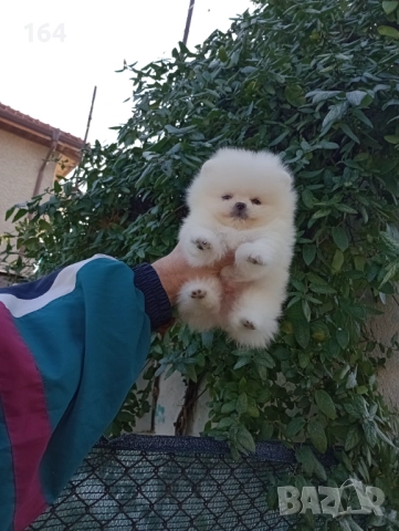 Миниатюрен. Бял мини Померан., снимка 7 - Померан - 52854100