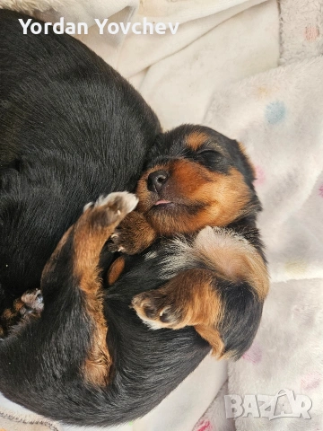 Мини Йорки, снимка 3 - Йоркширски териер - 54337040