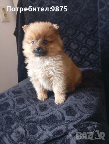 Продавам померан , снимка 2 - Померан - 54167451