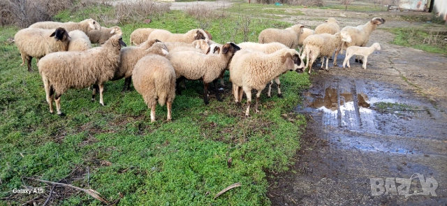 Свободни овце и кочове!, снимка 7 - Овце - 53276147