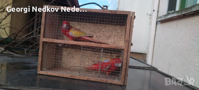 Продавам пенантови розели златен пастел , снимка 8 - Папагали - 52970351