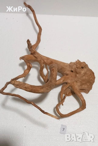 Корен от Азалия /декорация/ 7, снимка 4 - Други - 53396765