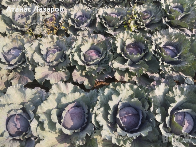 Продавам ЧЕРВЕНО ЗЕЛЕ на едро., снимка 9 - Разсади - 52816551