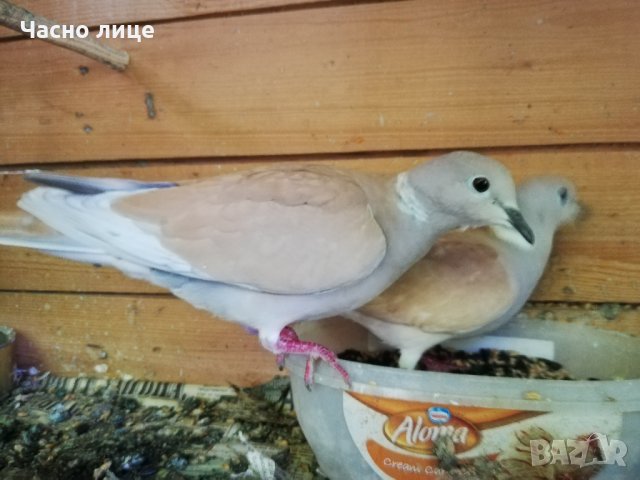 Смеещисе гугутки , снимка 4 - други­ - 35296808