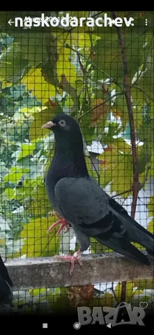 Гълъби на въртене и глас - фрезови и бенкалии, снимка 16 - Гълъби - 46767892