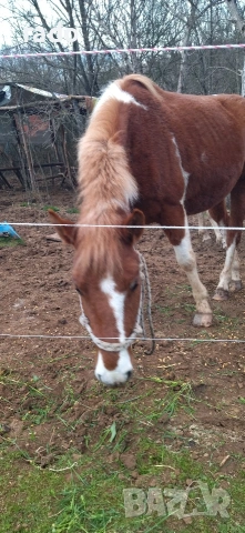 Кобила, снимка 2 - Коне - 54316822