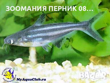 Риби Акула - Перник , снимка 3 - Рибки - 39416767