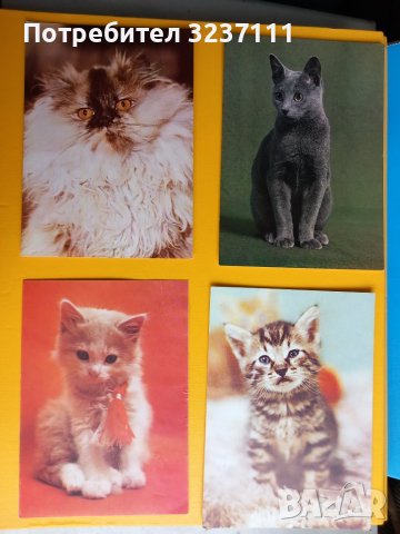 Картички Котки - лот 2, снимка 3 - Колекции - 39807533